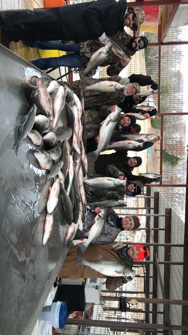 Guided Lake Texoma striper catch piled on the cleaning table